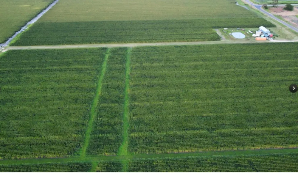Fm 1164 Road East Bernard, TX 77435