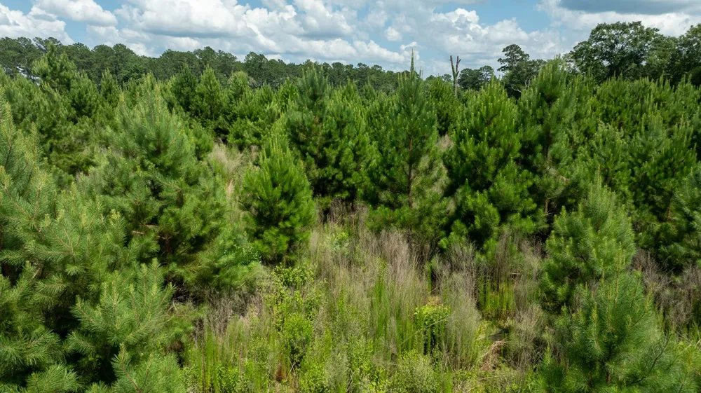Sandy Creed Rd Zavalla, TX 75980