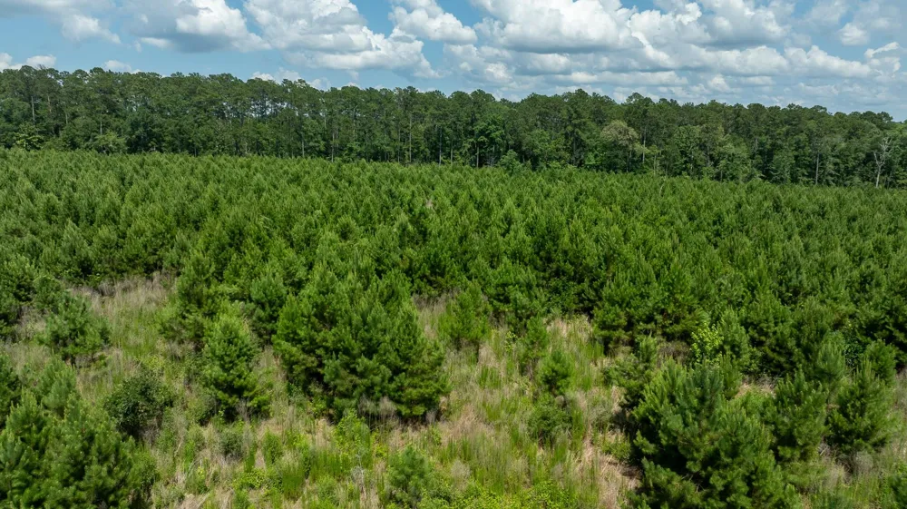 Sandy Creed Rd Zavalla, TX 75980