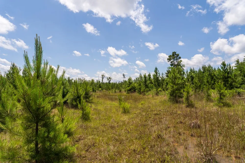 18 Cr 4210 Woodville, TX 75979