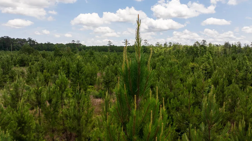 18 Cr 4210 Woodville, TX 75979