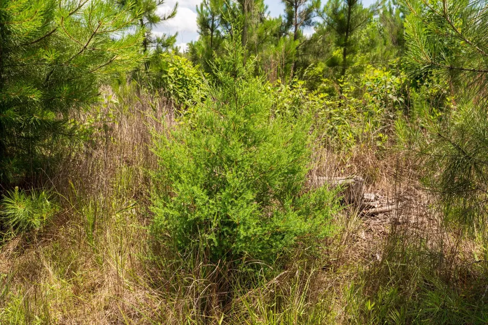 18 Cr 4210 Woodville, TX 75979
