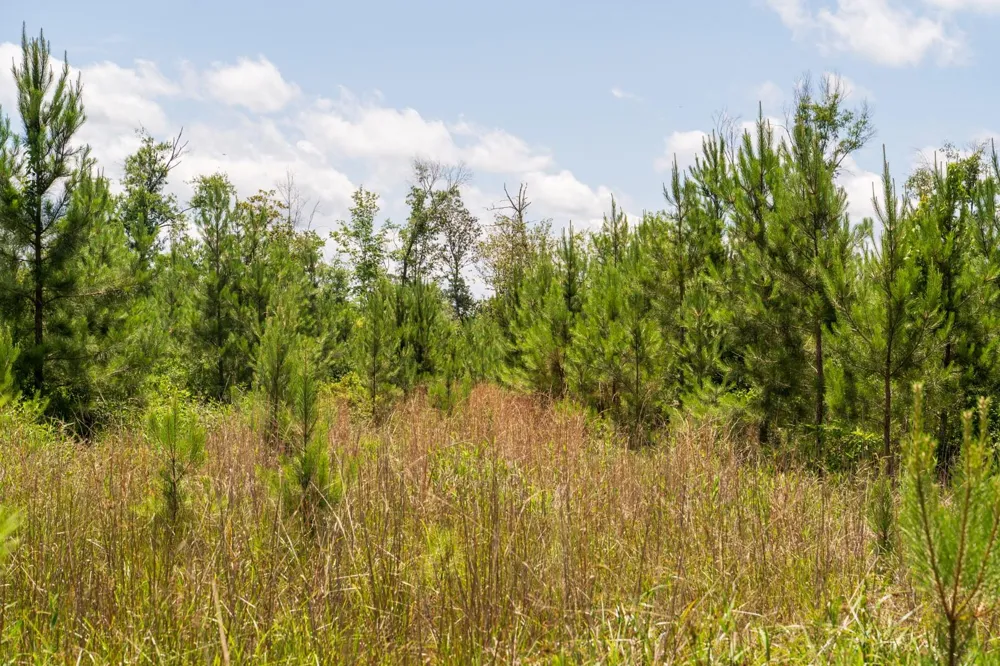 18 Cr 4210 Woodville, TX 75979