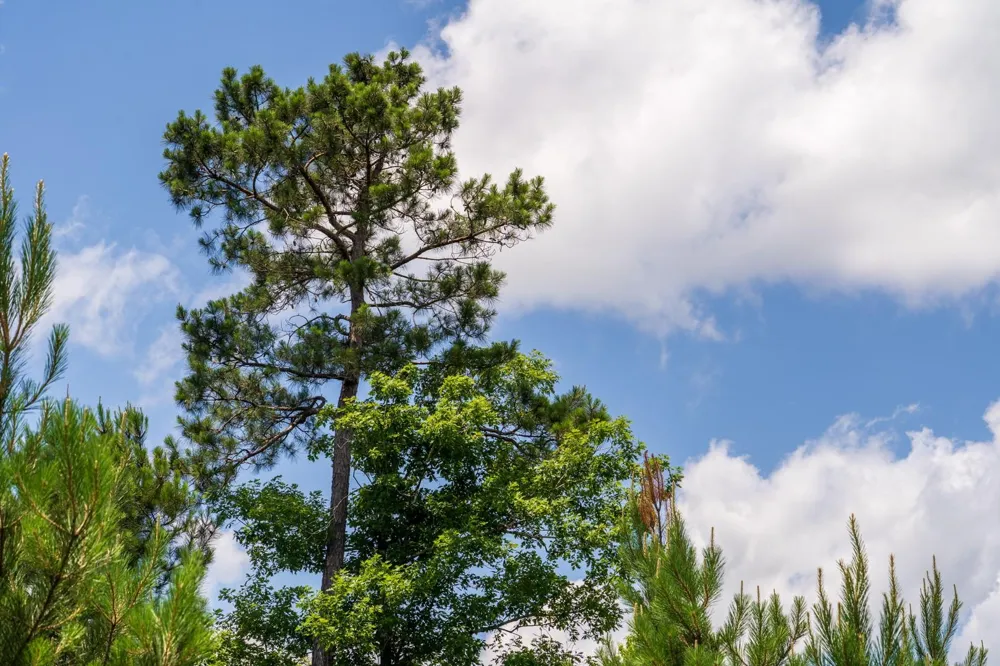18 Cr 4210 Woodville, TX 75979