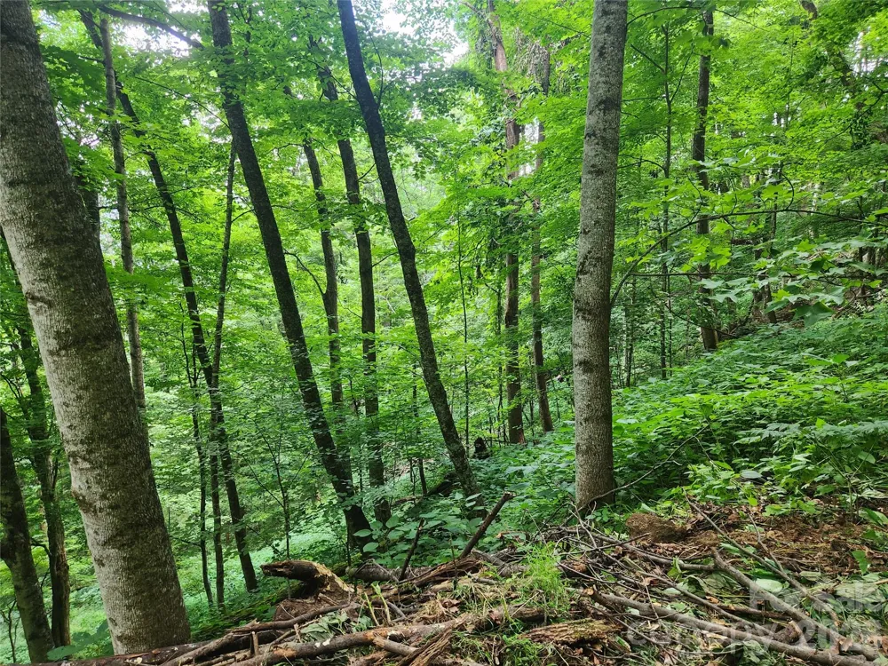 0000 Jacks Knob Road Weaverville, NC 28787