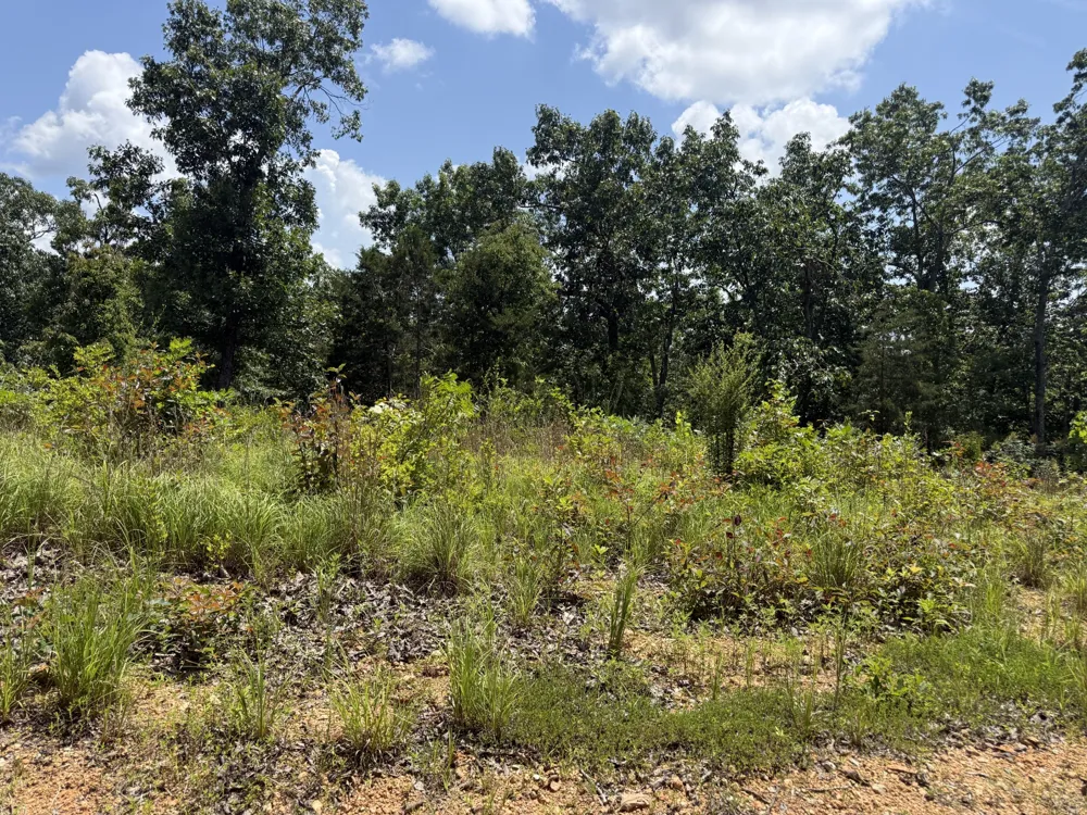 0 Petty Drive Linden, TN 37096
