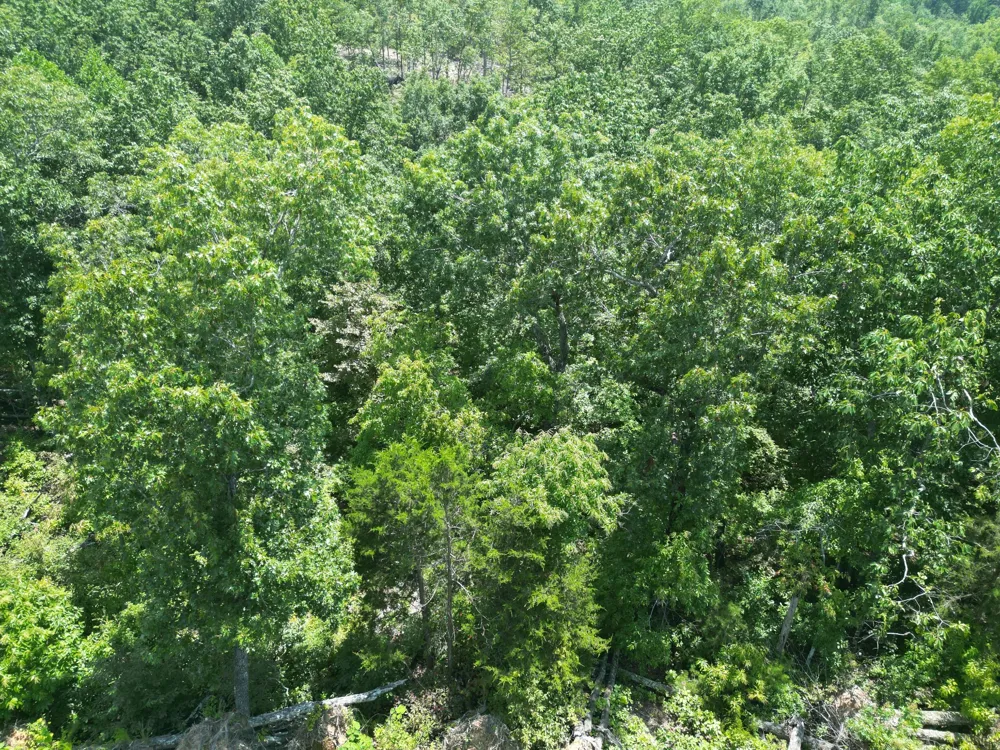 0 Petty Drive Linden, TN 37096
