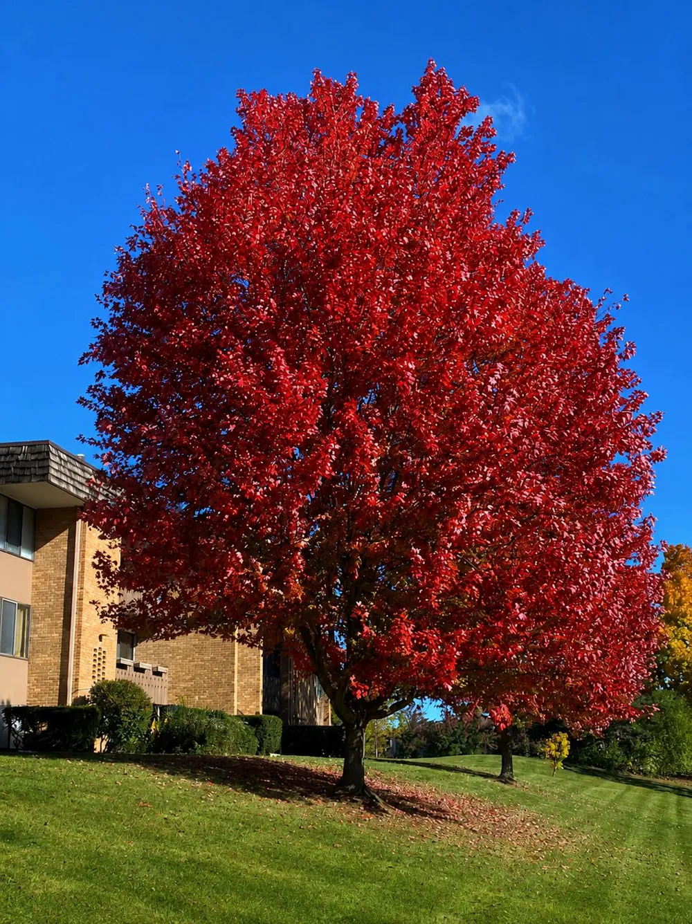 2104 Pauline Boulevard #205 Ann Arbor, MI 48103