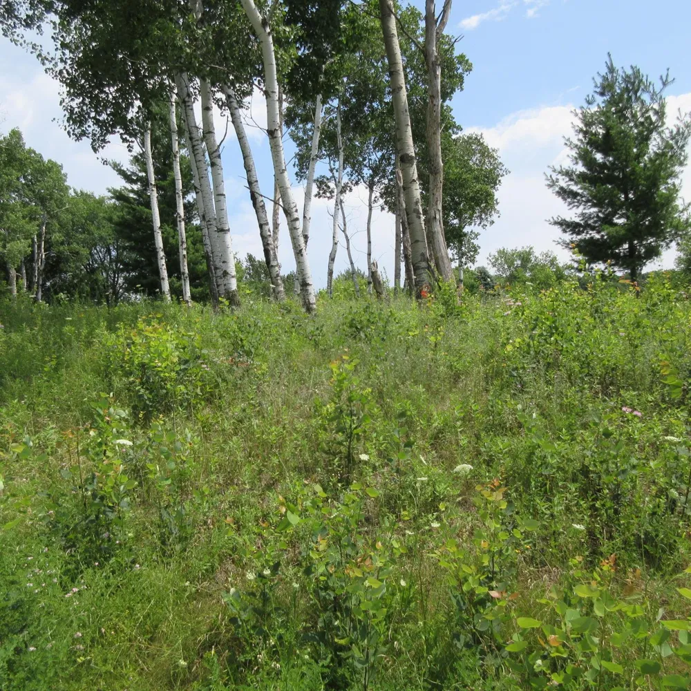 Lot 13 Street Menomonie, WI 54751