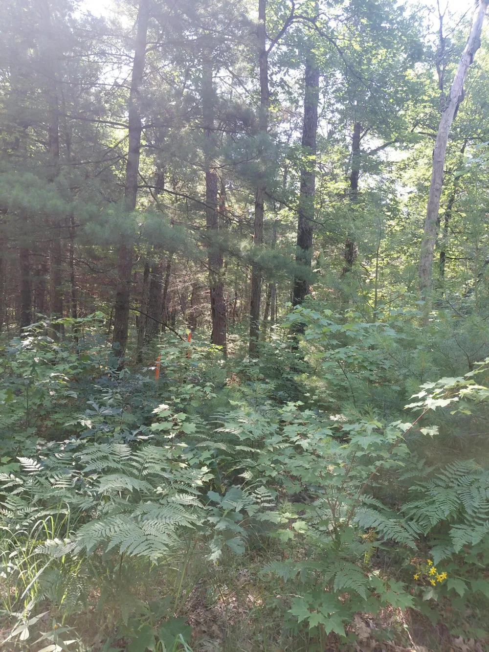 2807 S Evergreen Drive White Cloud, MI 49349