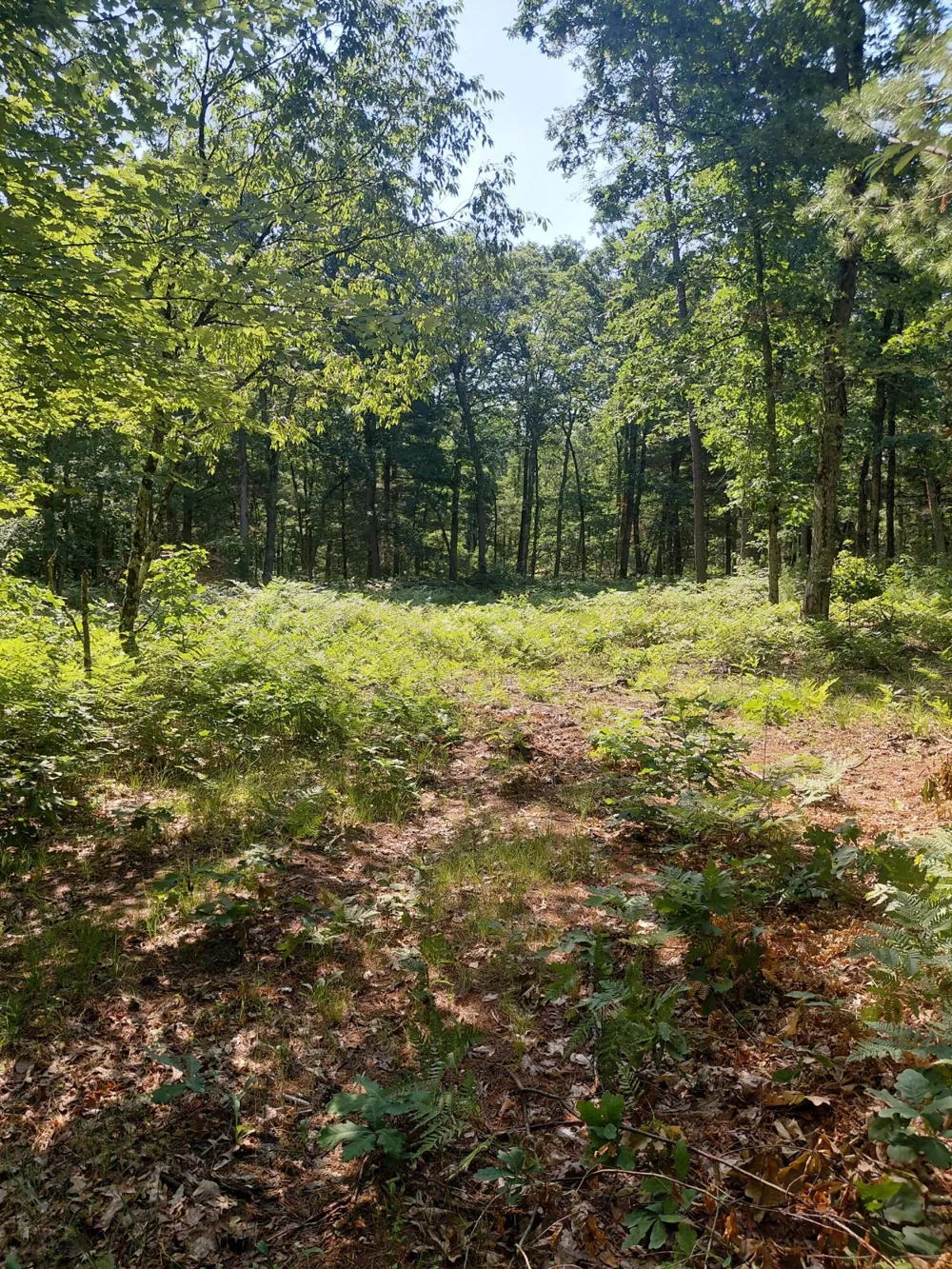 2807 S Evergreen Drive White Cloud, MI 49349