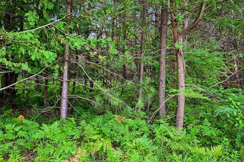 Potter Road Bear Lake, MI 49614
