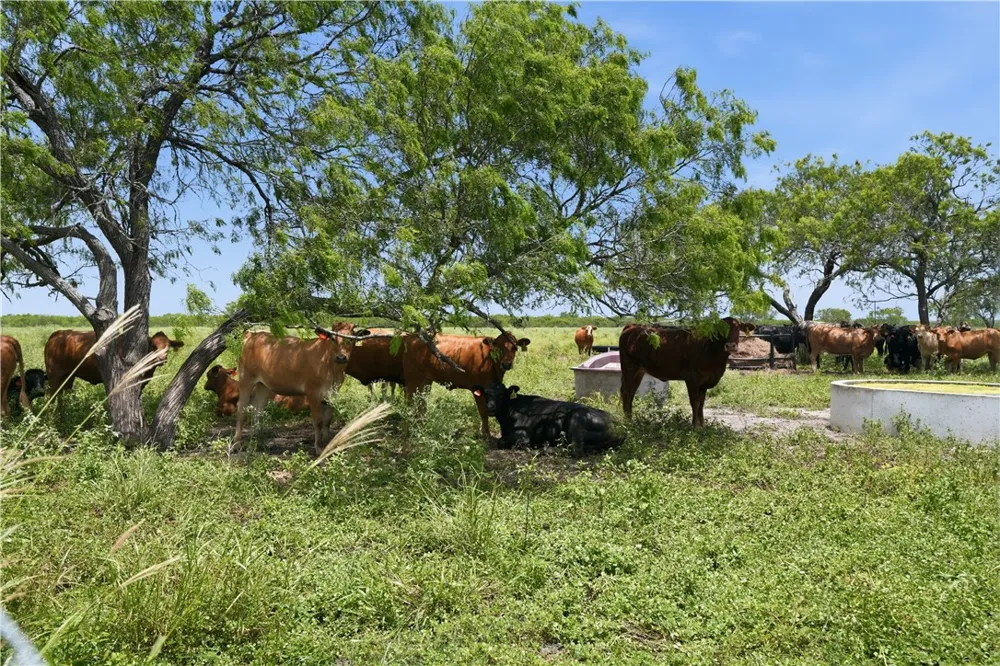 3124 County Road 220 Alice, TX 78332