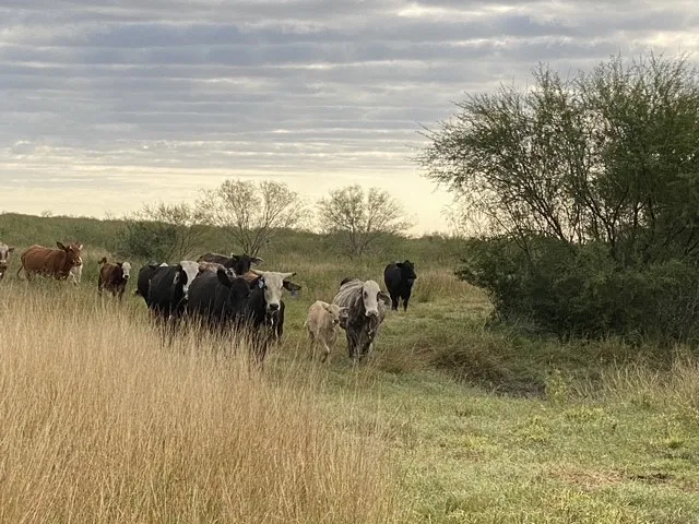 3124 County Road 220 Alice, TX 78332