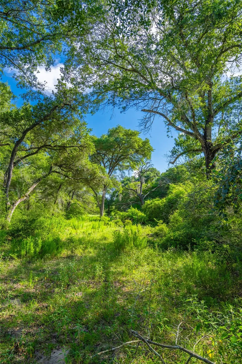County Road 146 Hallettsville, TX 77964