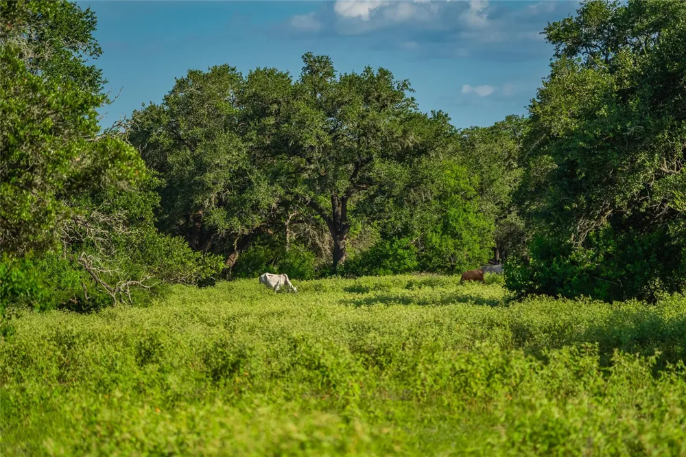 County Road 146 Hallettsville, TX 77964