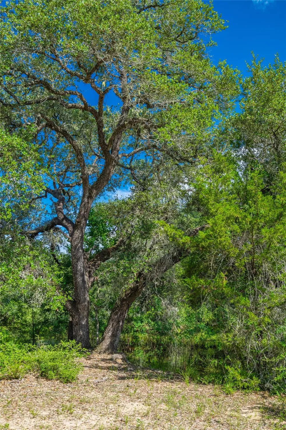 County Road 146 Hallettsville, TX 77964
