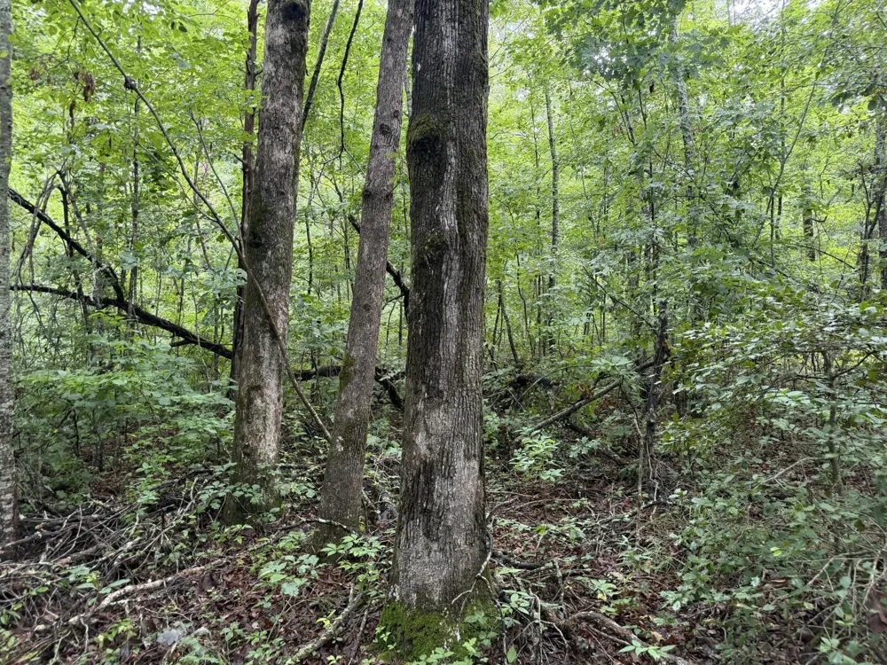 2571 Bellview Road Pikeville, TN 37367