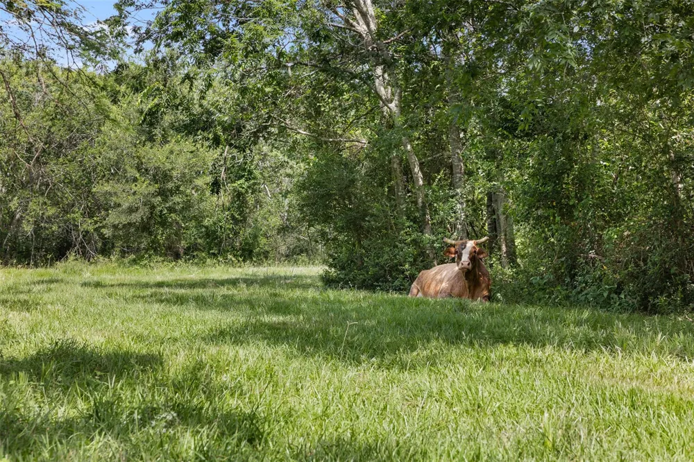 6541 Eagle Nest Acres Drive Wallis, TX 77485