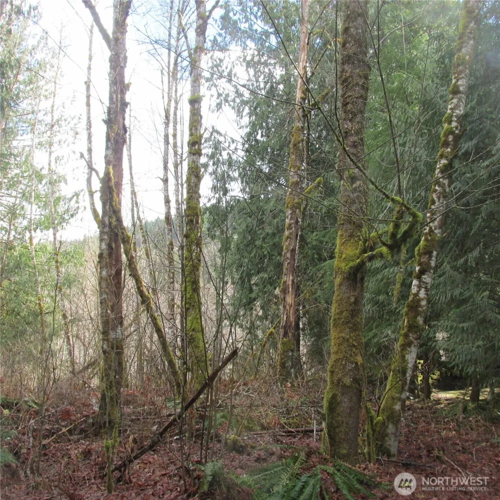 10337 Glacier Rim Drive Glacier, WA 98244