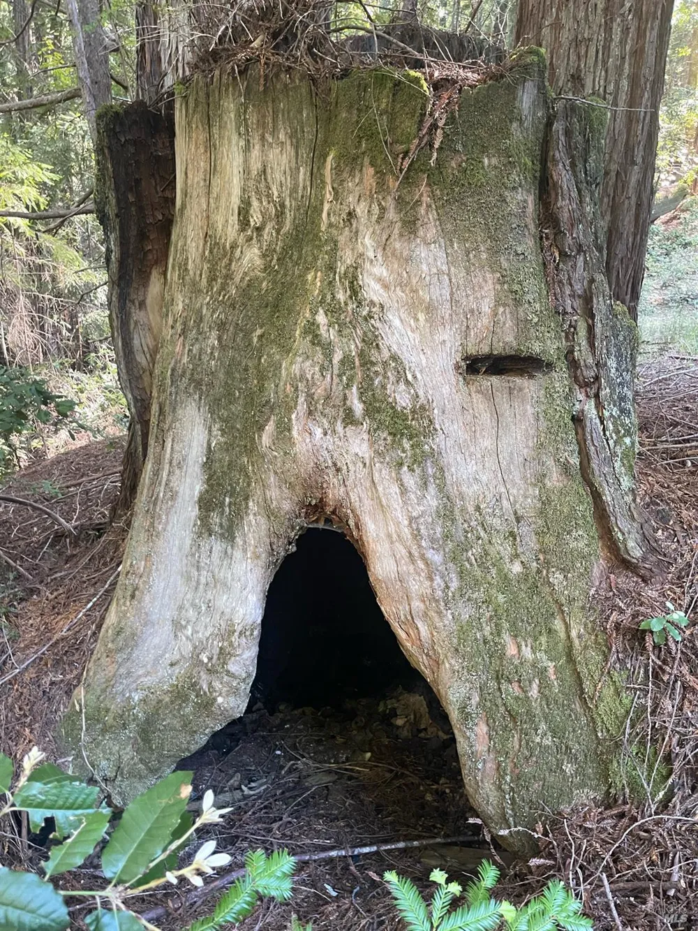 35905 Hauser Bridge Road ##J Cazadero, CA 95421