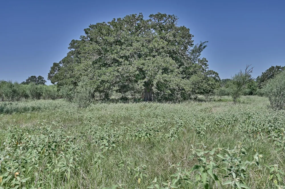 6823 Fawn Oaks Ridge Iola, TX 77861