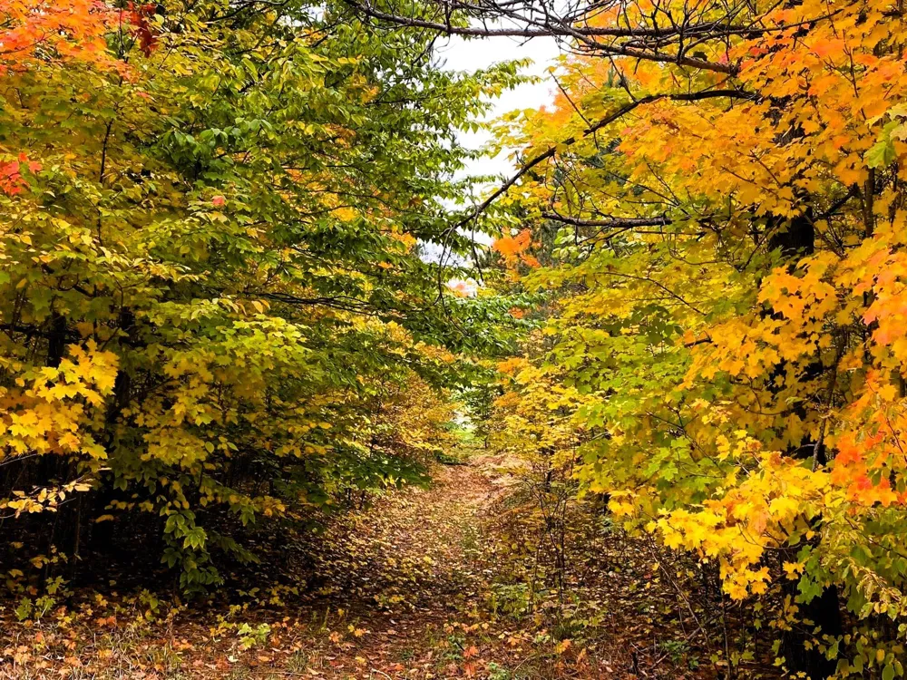 Goshawk Way Kearney Township, MI 49615