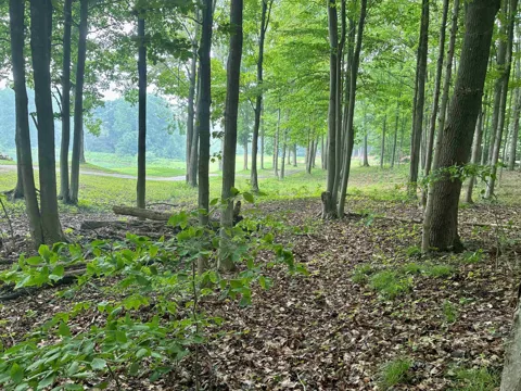 Forest Trail