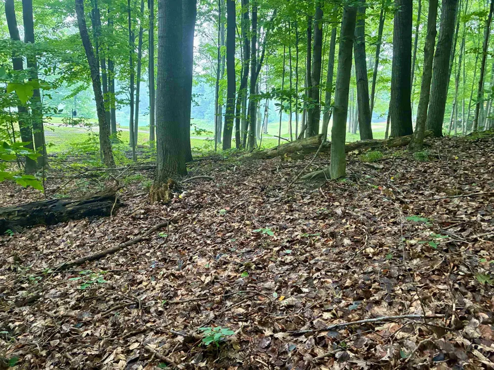 Forest Trail Custer Township, MI 49615