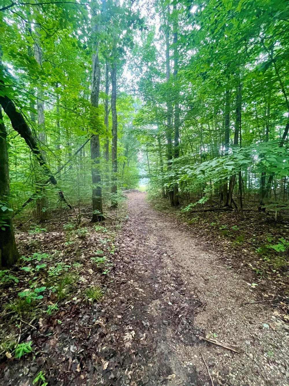 Forest Trail Custer Township, MI 49615