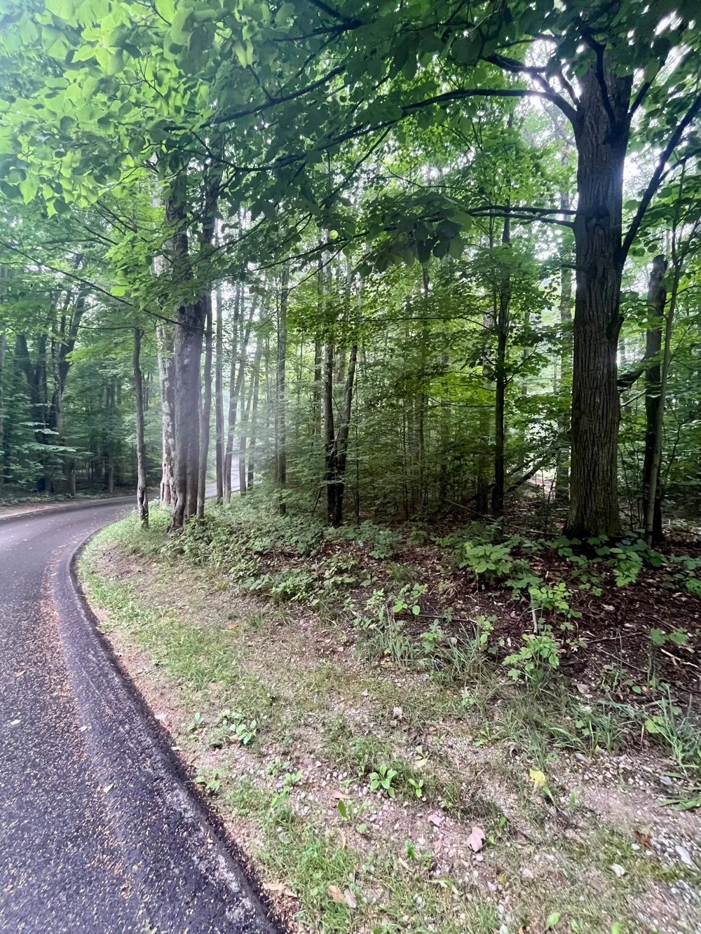 Forest Trail Custer Township, MI 49615