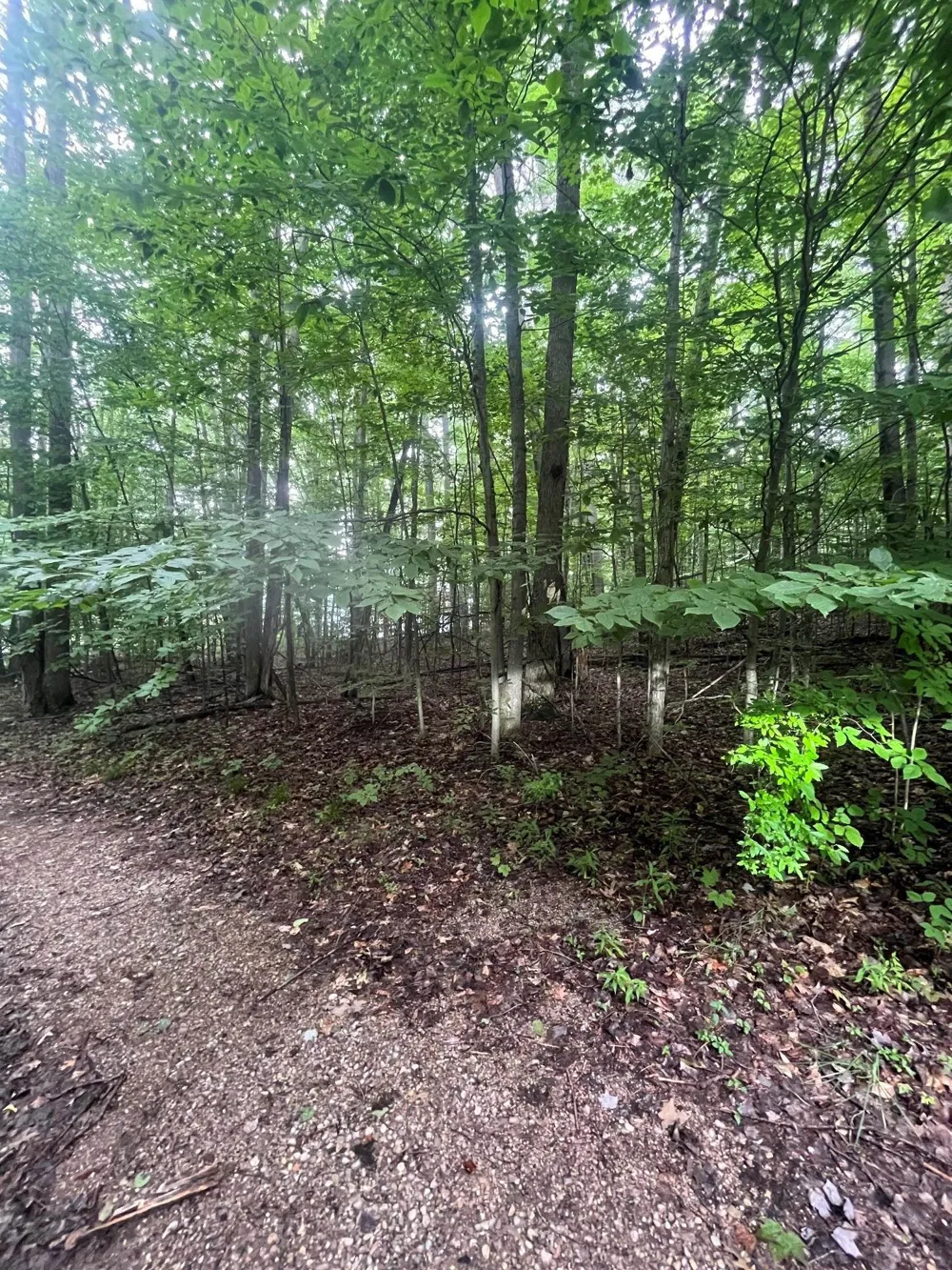 Forest Trail Custer Township, MI 49615