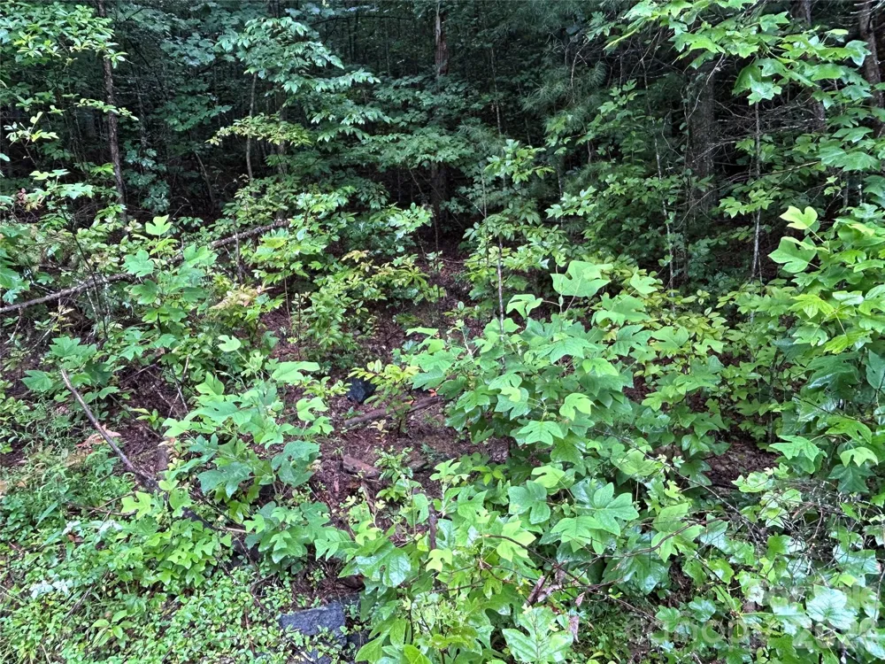 565 Pine Cone Trail Marshall, NC 28753