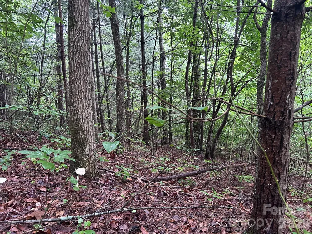 565 Pine Cone Trail Marshall, NC 28753
