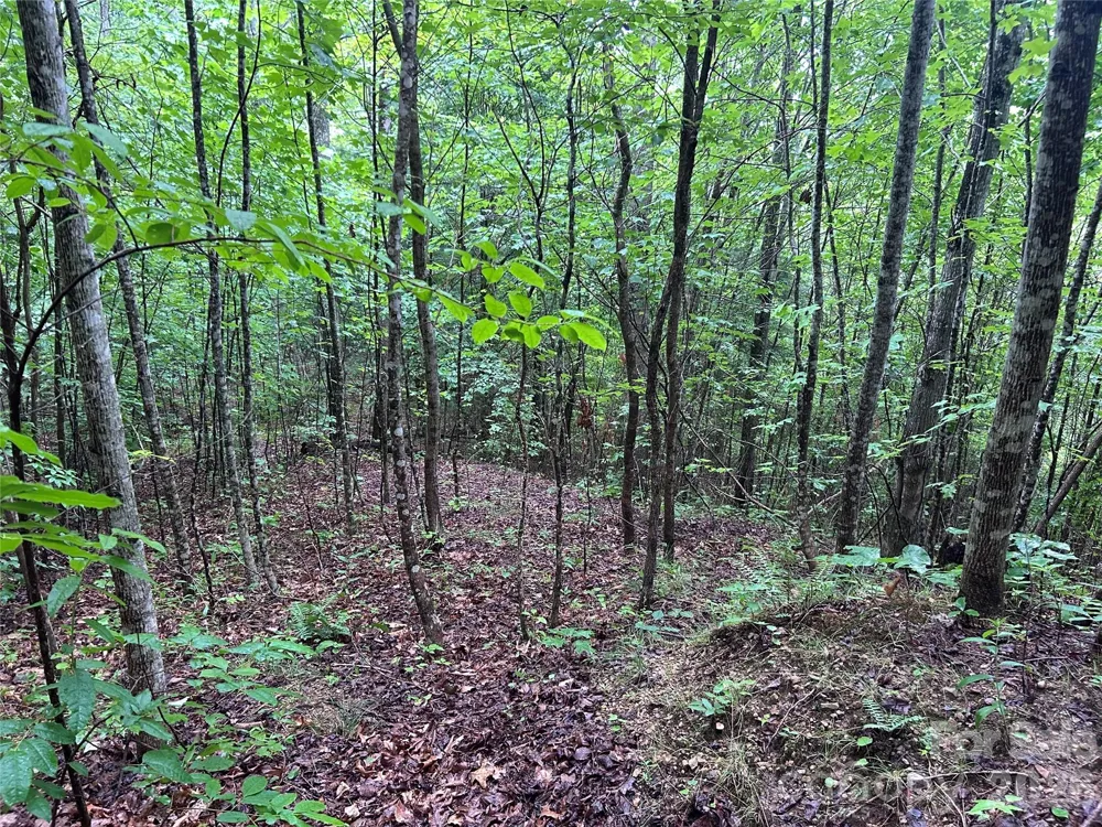 565 Pine Cone Trail Marshall, NC 28753