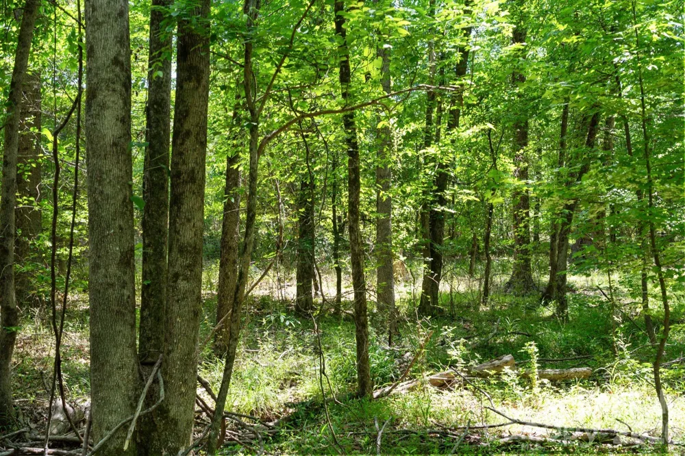 0000 Cool Branch Road #5 Carlisle, SC 29706