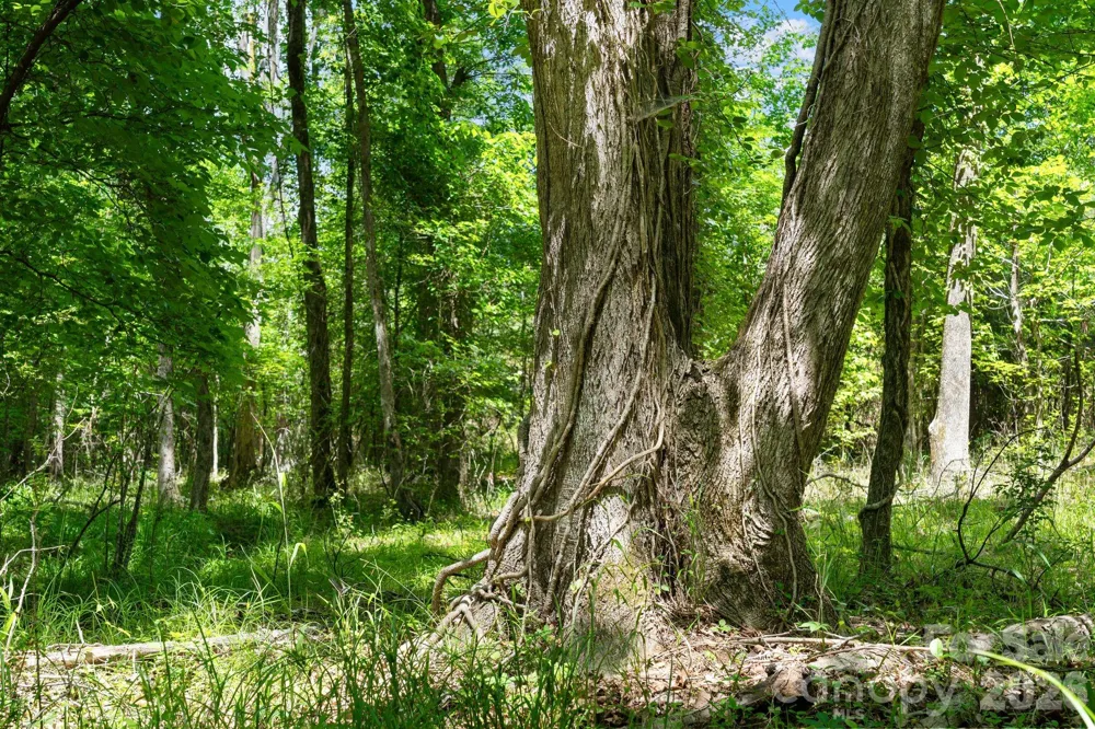 0000 Cool Branch Road #5 Carlisle, SC 29706