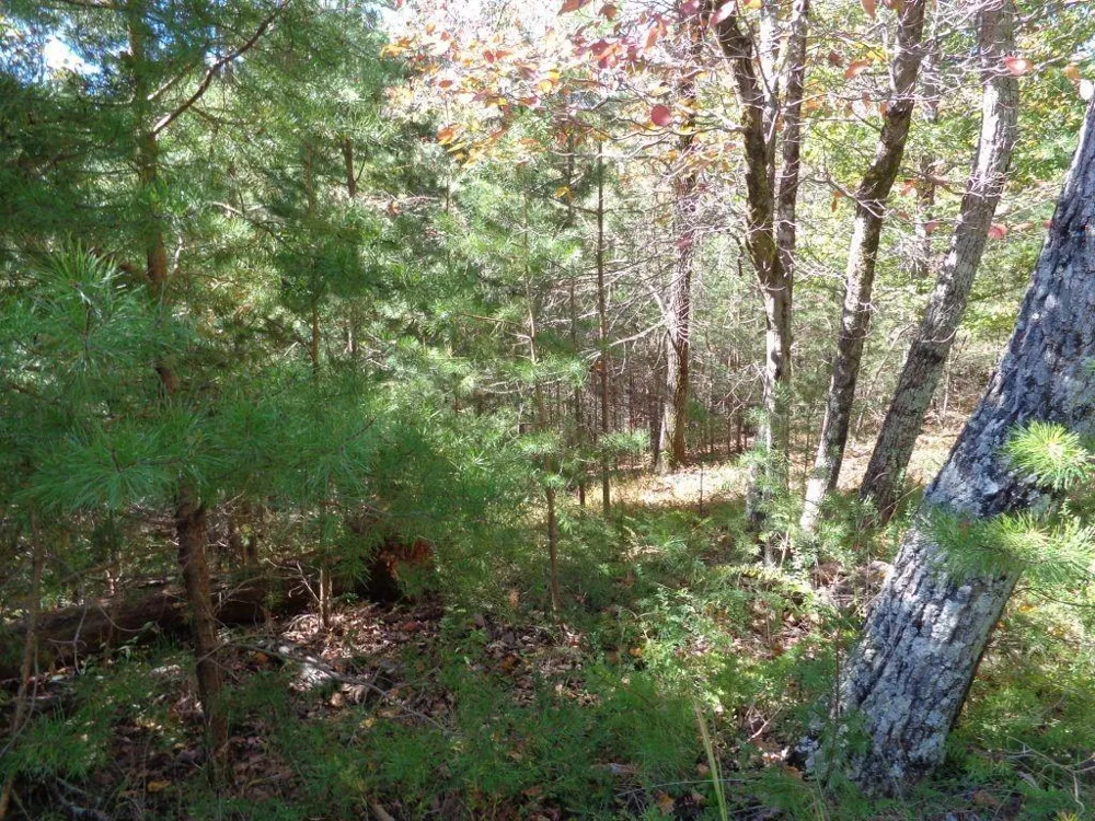 2474 Wedgewood Drive Big Canoe, GA 30143
