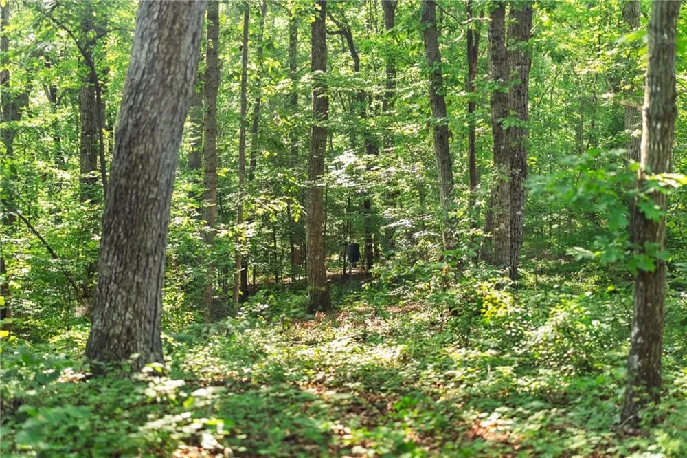 0 Prospect Road Carnesville, GA 30521