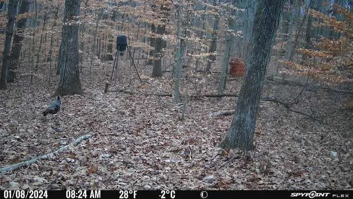 0 Prospect Road Carnesville, GA 30521
