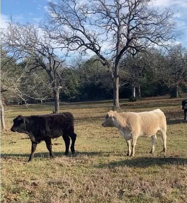 8851 Berger Easement Anderson, TX 77830