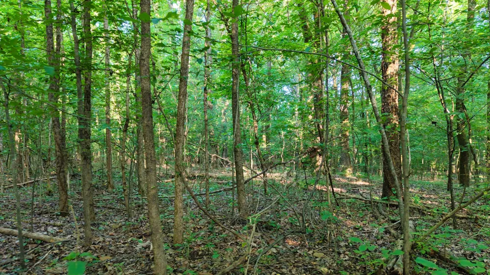 1 Harrell Dr Arlington, TN 38002