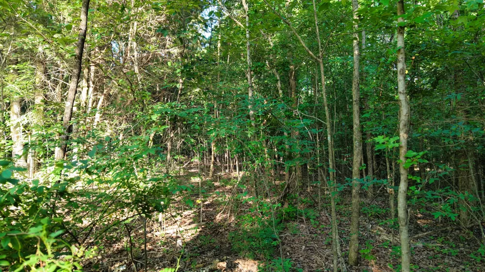 1 Harrell Dr Arlington, TN 38002