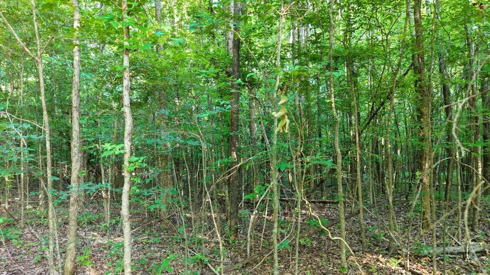 1 Harrell Dr Arlington, TN 38002