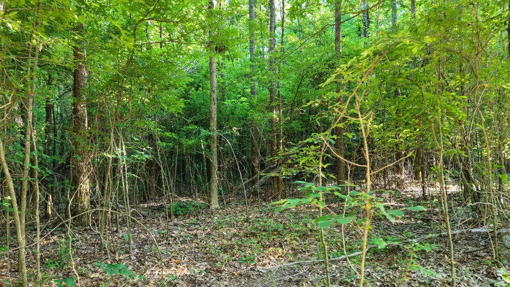 1 Harrell Dr Arlington, TN 38002