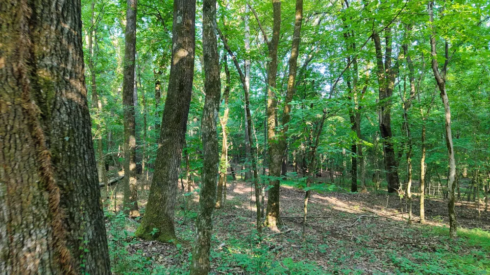 0 Harrell Dr Arlington, TN 38002