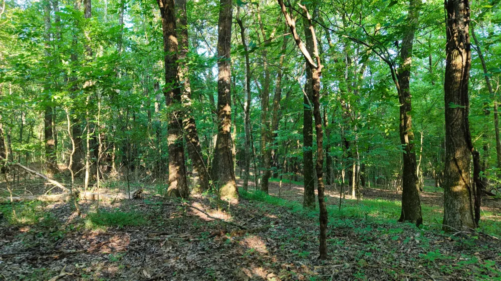 0 Harrell Dr Arlington, TN 38002
