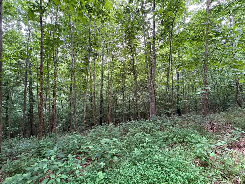0 Knox Ln Clarksville, TN 37040