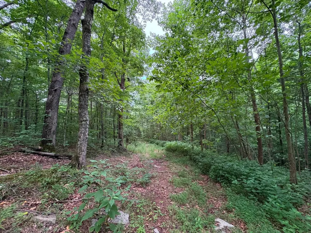 0 Knox Ln Clarksville, TN 37040