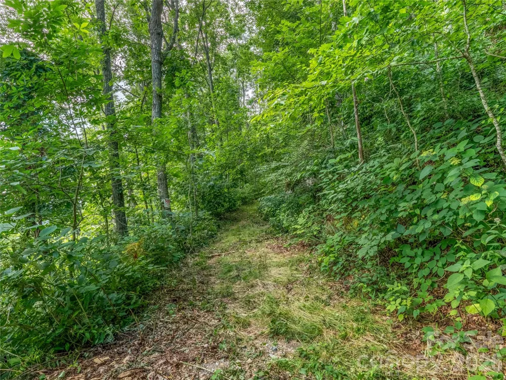 36 Cary Lane Asheville, NC 28804